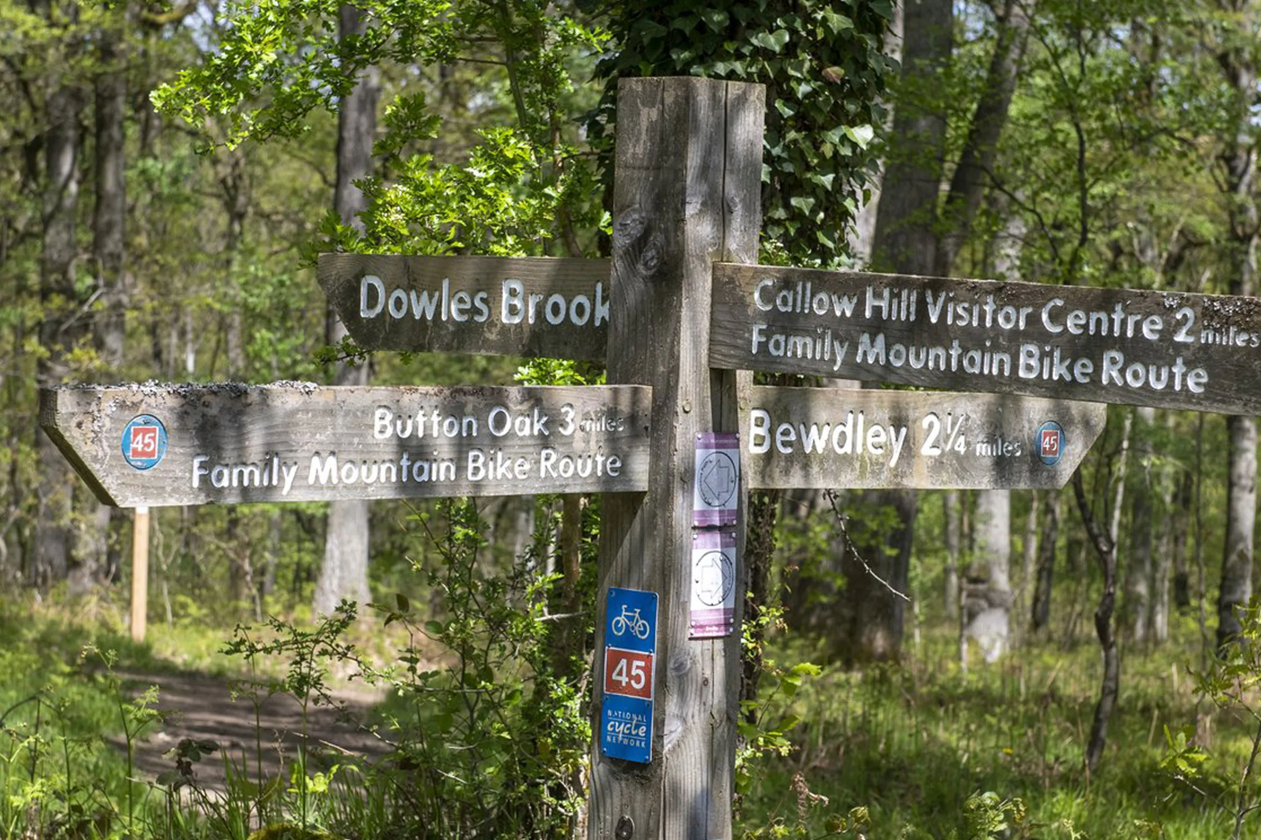sign post in a forest